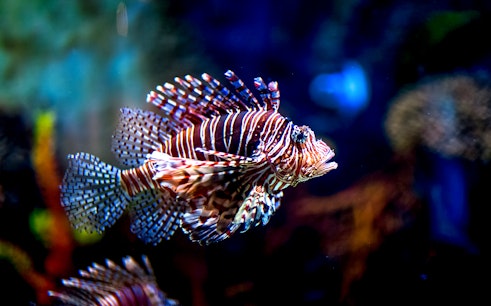 Dubai Aquarium & Underwater Zoo with Penguin Cove Tickets